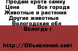 Продам крота самку › Цена ­ 200 - Все города Животные и растения » Другие животные   . Вологодская обл.,Вологда г.